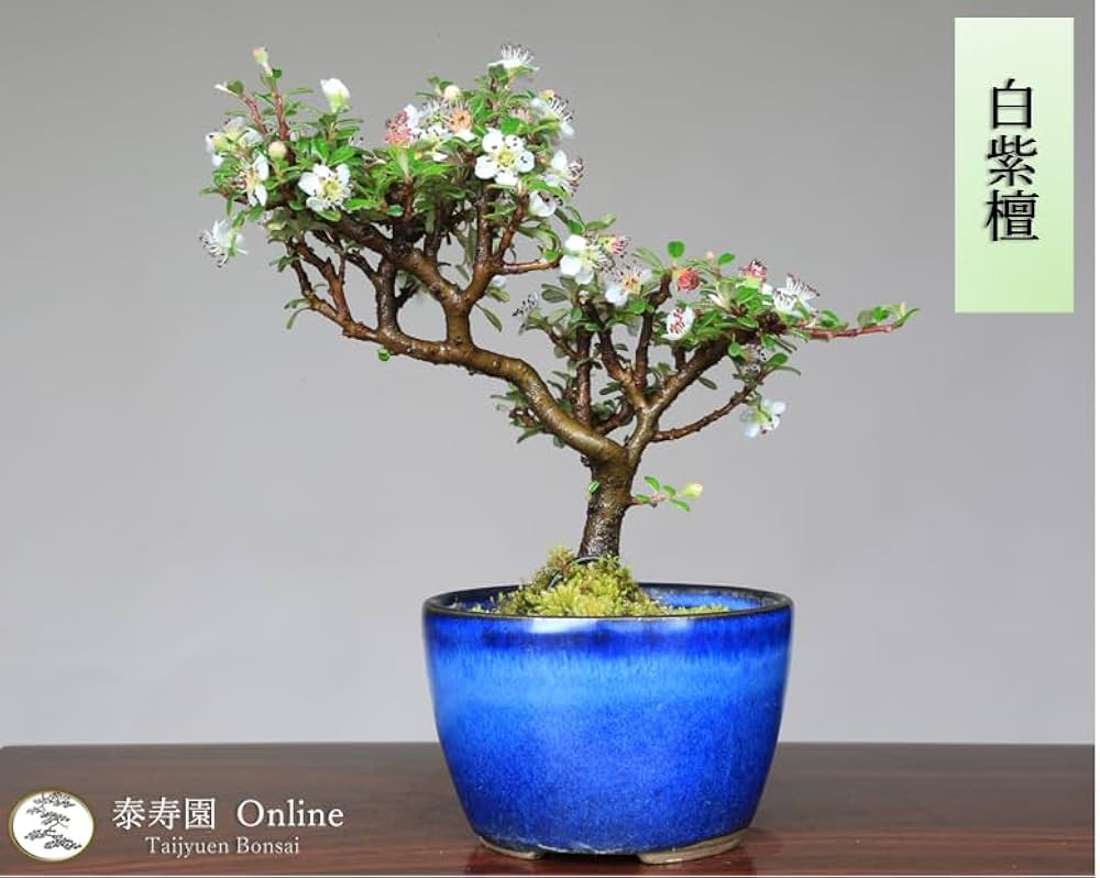 Amazon.co.jp: 『白紫檀』シロシタン ミニ盆栽【泰寿園 Online